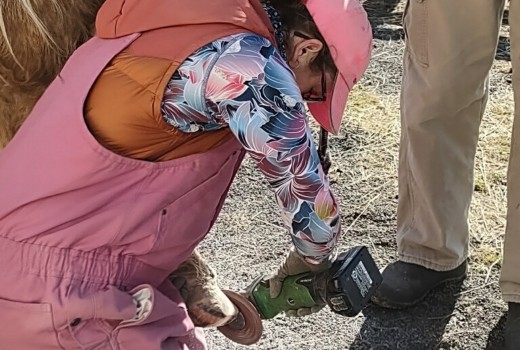 Daisy Works on a Patient's Hoof