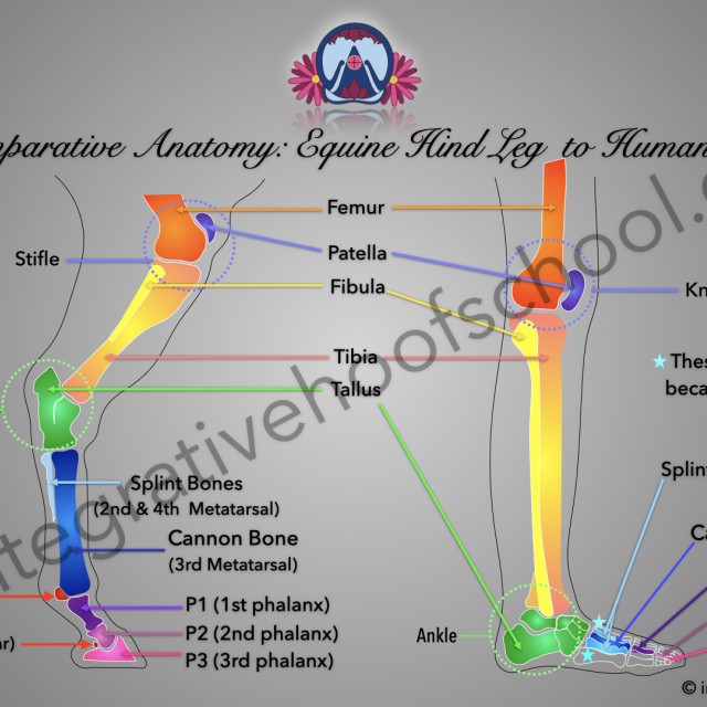 Comparative Anatomy: Equine Hind Leg to Human Leg