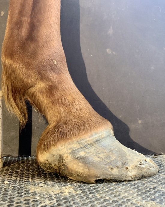 Thoroughbred with caudal heel pain before Daisy's hoof care.