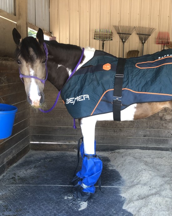 BEMER helps horses stand quietly when they have hoof infections and need Clean Trax soaking.